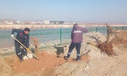 2 bin meyve ağacıyla kent doğaya kavuşur mu?