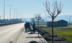 Hasankeyf Yoluna 20 Kilometrelik Ağaçlandırma