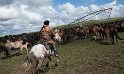 O ülkede at eti tüketimi rekor seviyeye ulaştı