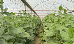 Sera üretimine nem uyarısı