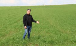 Yağışlar Rekolteyi Artıracak mı, Hastalık Riski Tehlike Yaratır mı?
