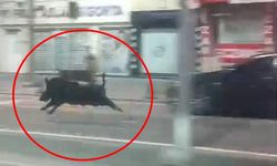 3 Kişiyi Yaralayan Domuz Etkisiz Hale Getirildi