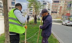 Batman’da 13 Günde 1000’e Yakın Ağaç Toprakla Buluştu