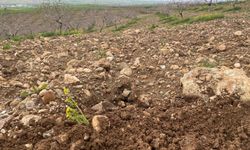 Batman’da Aşırı Yağış Alarmı: Meyve Bahçeleri İçin Kritik Uyarı!