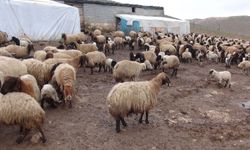 Batman’da Bahar Alarmı: Kene ve Aşı İhmali Üreticiyi Vurabilir!