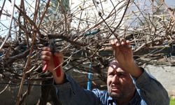 Batman’da Bahar Müjdesi: Üzüm Bağlarında Budama Sezonu Başladı