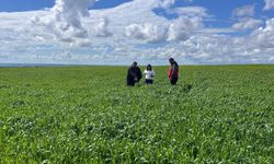 Batman’da Buğday Tarlalarına Hastalık Alarmı