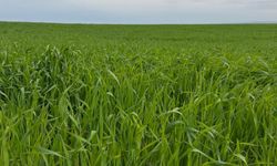 Batman’da Buğday Tarlalarında Kök Çürüklüğü ve Yatma Tehlikesi