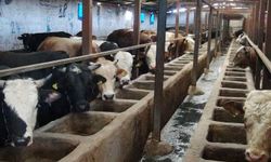 Batman’da Hayvancılık Alarm mı Veriyor? Üreticiler Ne İsityor?