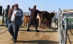 Batman’da Kurbanlıklar Görücüye Çıktı, Denetimler Sıkılaştırıldı