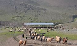 Batman’da Kurbanlıkta Sorun Yok Ama Yer Sıkıntısı Var