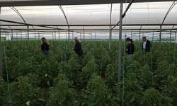 Batman’da Sera Alarmı: Yoğun Yağış Hastalık ve Zararlı Riskini Artırdı!