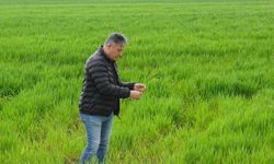 Batman’da Yağış Bereketi: Hububatta Yüzde 25 Rekolte Artışı Bekleniyor