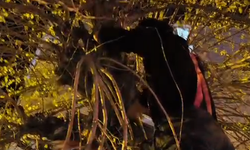 Gece Yarısı Gelen ‘Miyav’ Çağrısı: Anne Kedi İçin Zamanla Yarış!