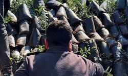 Hasankeyf’te Zeytin Devrimi: 24 Bin Fidan Toprakla Buluştu!