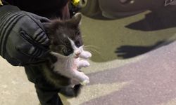 Kaputtan Gelen Ses Hayat Kurtardı! Minik Kedi Annesine Kavuştu