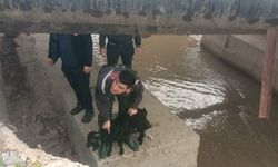 Merakı Canına Mal Oluyordu! Dereye Düşen Minik Keçiyi İtfaiye Kurtardı