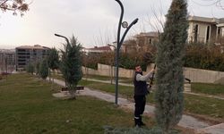 Ağaçlar Estetikle Buluşuyor