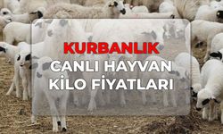 Büyükbaş, Küçükbaş canlı hayvan kilo fiyatı ne kadar? Kurbanlık canlı hayvan kilo fiyatları 2026!