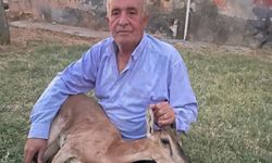 Batman'da 50 Yıl Sonra Dağ Keçisi Heyecanı! Duyarlı Muhtar Yaban Hayatını Kurtardı