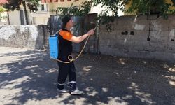 Buğday Biti Ve Üvez Geçici Ve Doğal Bir Süreçtir
