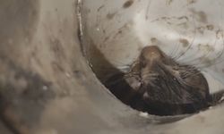 Gider borusuna düşen kedi itfaiye ekipleri tarafından kurtarıldı