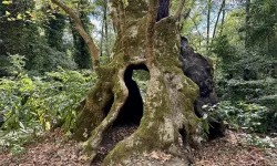 Sherwood Ormanı'ndaki tarihi meşe ağacı Major Oak (Büyük Meşe) yıkıldı mı, neden, nerede?"