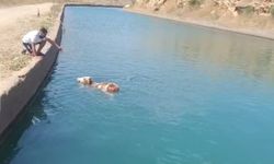 Su kanalına düşen inek kurtarıldı