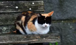 Calico kedi cinsiyeti nedir, erkek mi, dişi mi?