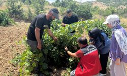 Gercüş'te Hastalık ve Zararlılara Yakın Takip