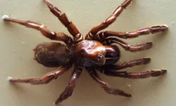 16 Numara Örümcek Neden Öldü? Ölüm Nedeni Yaşlılık mı?