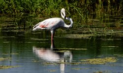 Diyarbakır’da leyleklerin arasında flamingo sürprizi