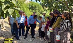 Hasankeyf’in altın meyvesinde 360 tonluk bereket