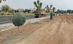 Ağaçlara Sonbahar Dokunuşu! 12 Kişilik Ekip Sahada