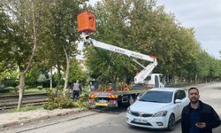 Batman’da 226 Parkta Ağaç Budama Çalışması