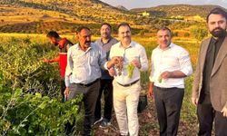 Gercüş’te Binetat Üzümünde Hasat Bereketi