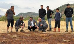 Gercüş’te Yağış Mağduriyeti: Kuru Üzüm Üreticileri Destek Bekliyor