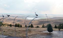 Göç yolundaki leylekler kampüsün konuğu oldu