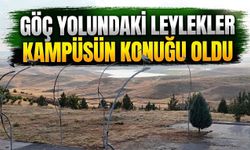 Göç yolundaki leylekler kampüsün konuğu oldu