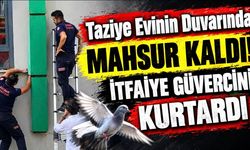 Taziye Evinin Duvarında Mahsur Kaldı! İtfaiye Güvercini Kurtardı