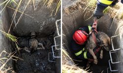 Kuyuda Mahsur Kalan Köpek Kurtarıldı