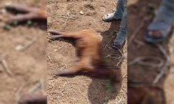 Başıboş köpekler küçükbaş hayvanlara saldırdı