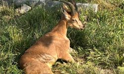 Yaban keçisi tedavi altına alındı