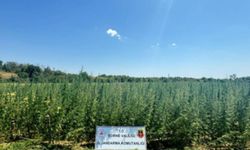 2 milyon 65 bin kök kenevir ele geçirildi