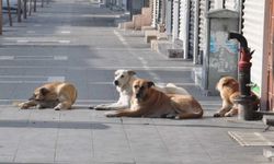 Başıboş sokak köpeklerine ilişkin teklif TBMM Başkanlığı'na sunuldu