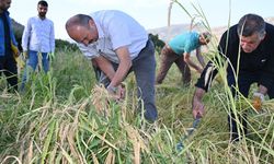 Gercüş’te pirinç hasadı yapıldı