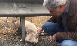 Çizgili sırtlan öldü