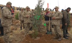 Siirt’te 2 bin 500 fidan toprakla buluştu