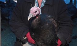 Hindi bu yıl tezgahta kaldı