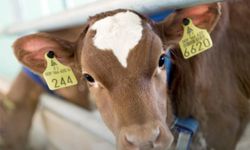 KÜÇÜKBAŞ VE BÜYÜKBAŞ KULAK KÜPESİ SATIN ALINACAKTIR